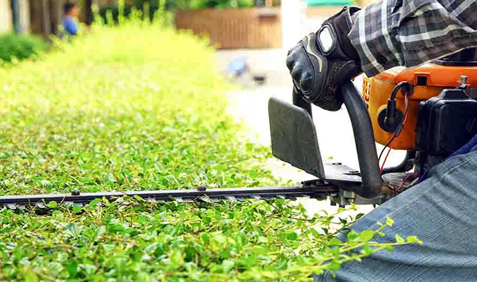 image of worker trimming hedges